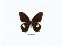 藏品(無尾白紋鳳蝶)的圖片